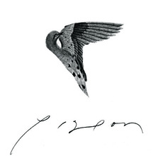 Greg front pigeon revised.large